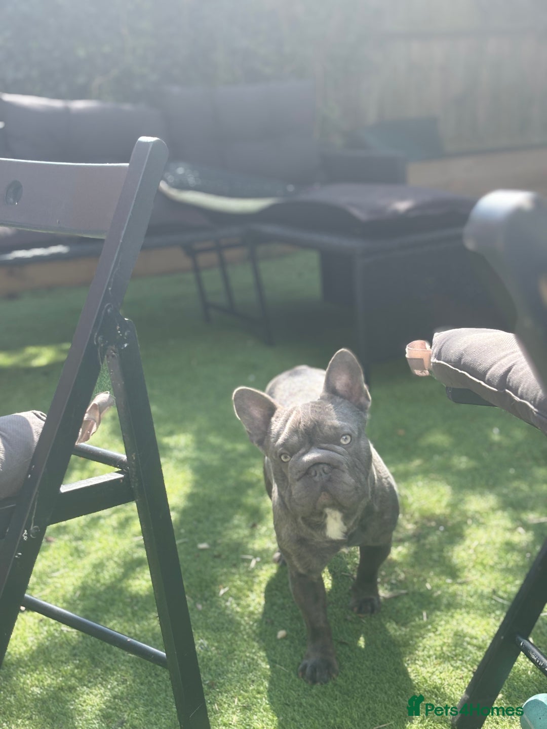 French Bulldog dogs for sale: Frankie 1 year old  Big Rope  blue brindle boy  - Image 3