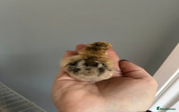 Chickens poultry for sale: Day old bantam silkie chicks  - Image 15