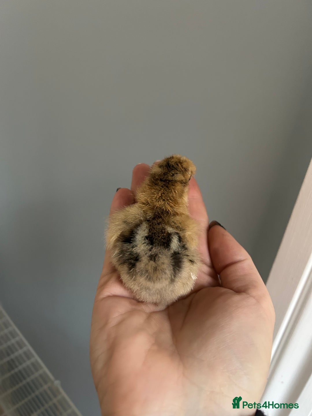 Chickens poultry for sale: Day old bantam silkie chicks  - Image 15