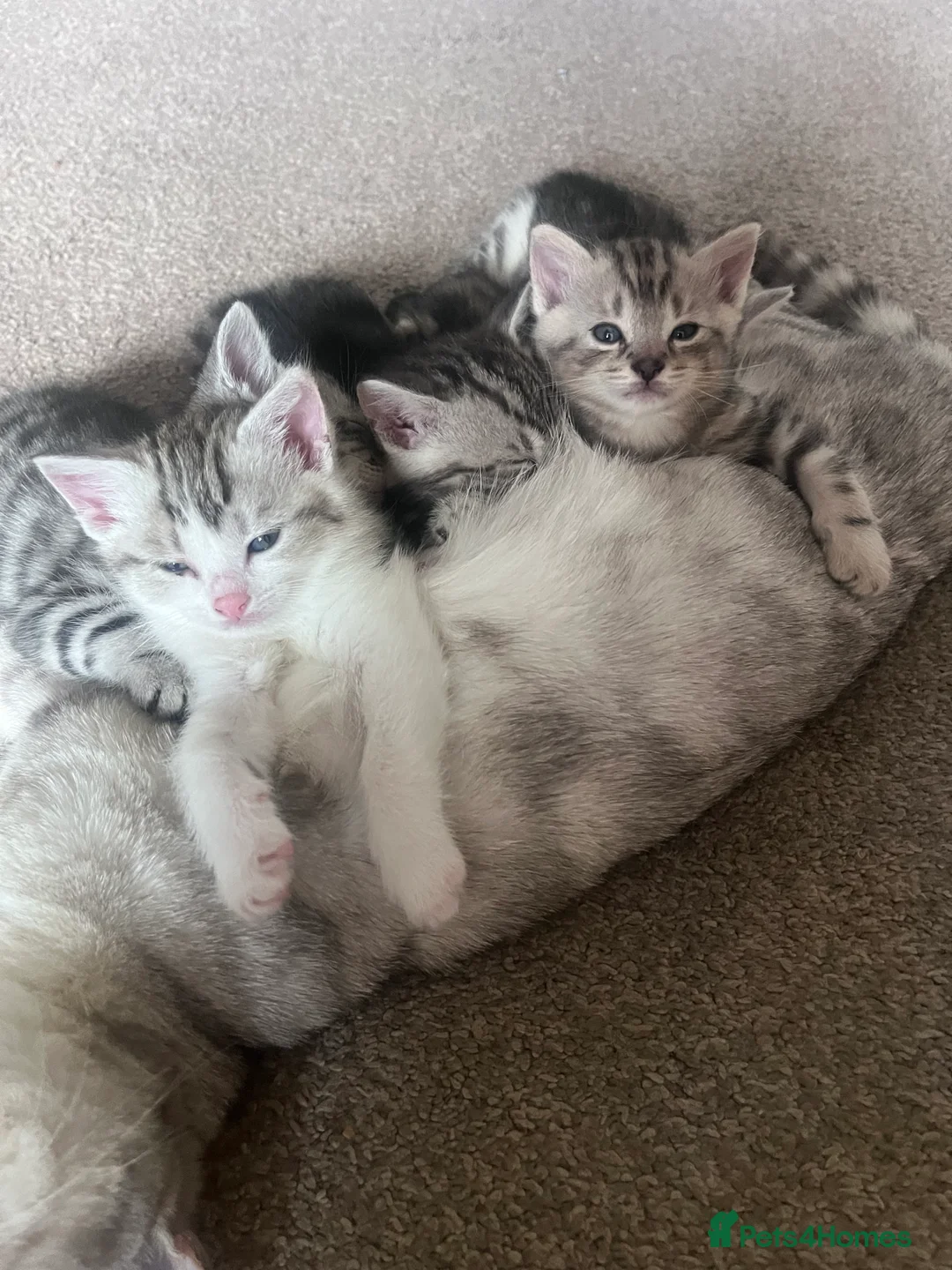 Bengal cats for sale: Half Bengal kittens  in Sowerby Bridge - Advert 27