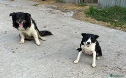 Border Collie dogs for sale: Border collie puppy  - Image 2