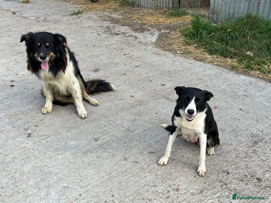 Border Collie dogs for sale: Border collie puppy  - Image 2