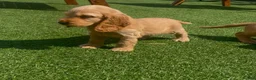 Cocker Spaniel dogs for sale: Show cocker puppies  - Advert 2
