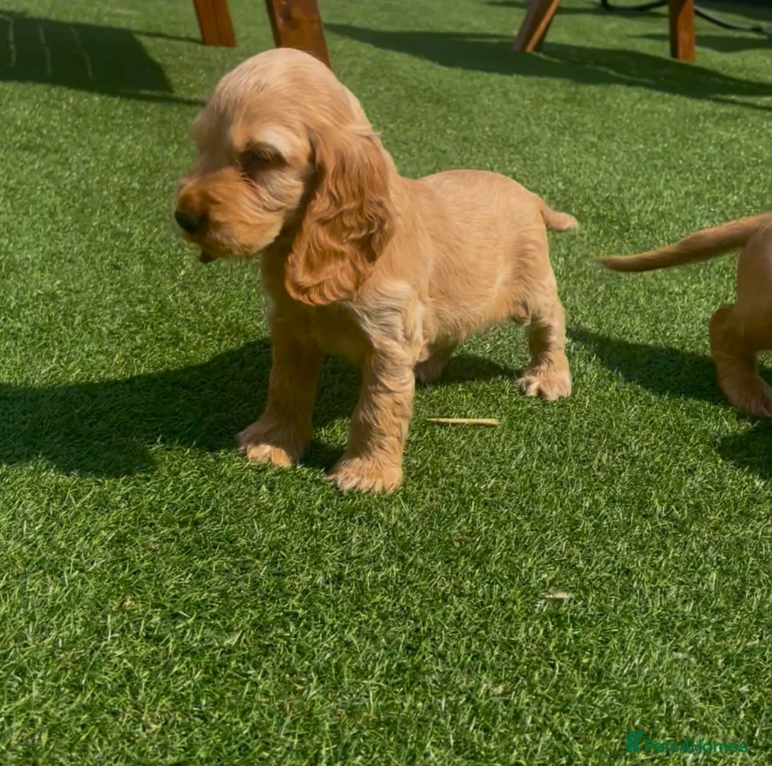 Cocker Spaniel dogs for sale: Show cocker puppies  - Advert 2