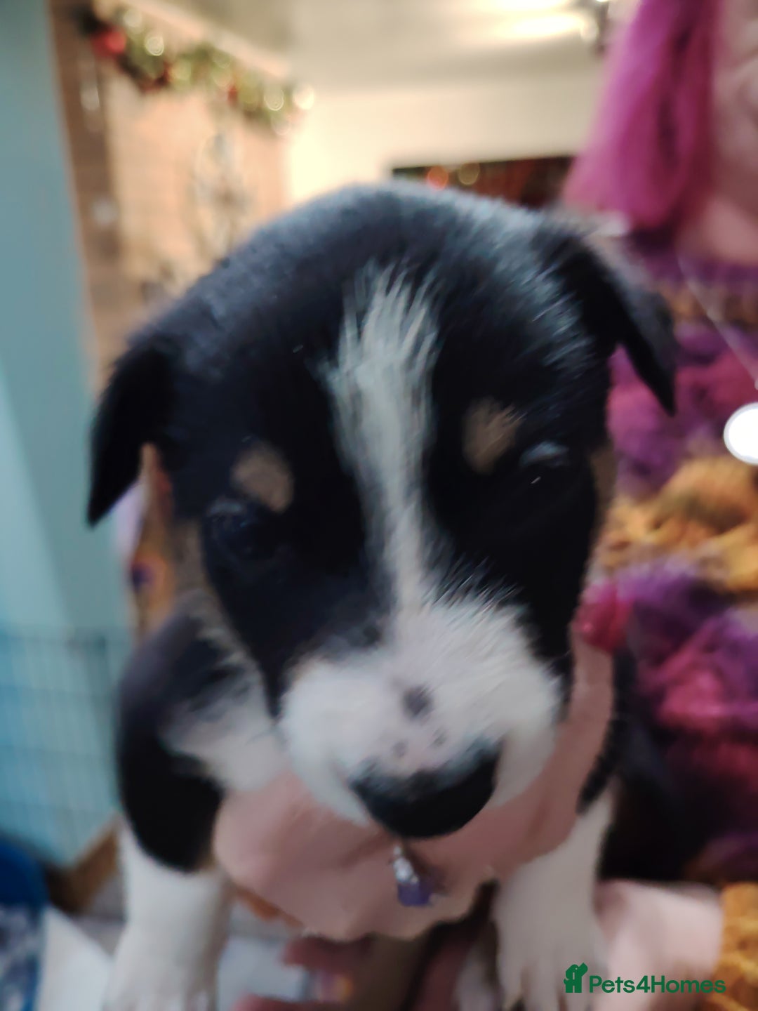 Border Collie dogs for sale: Border collie and blue merle  - Advert 5