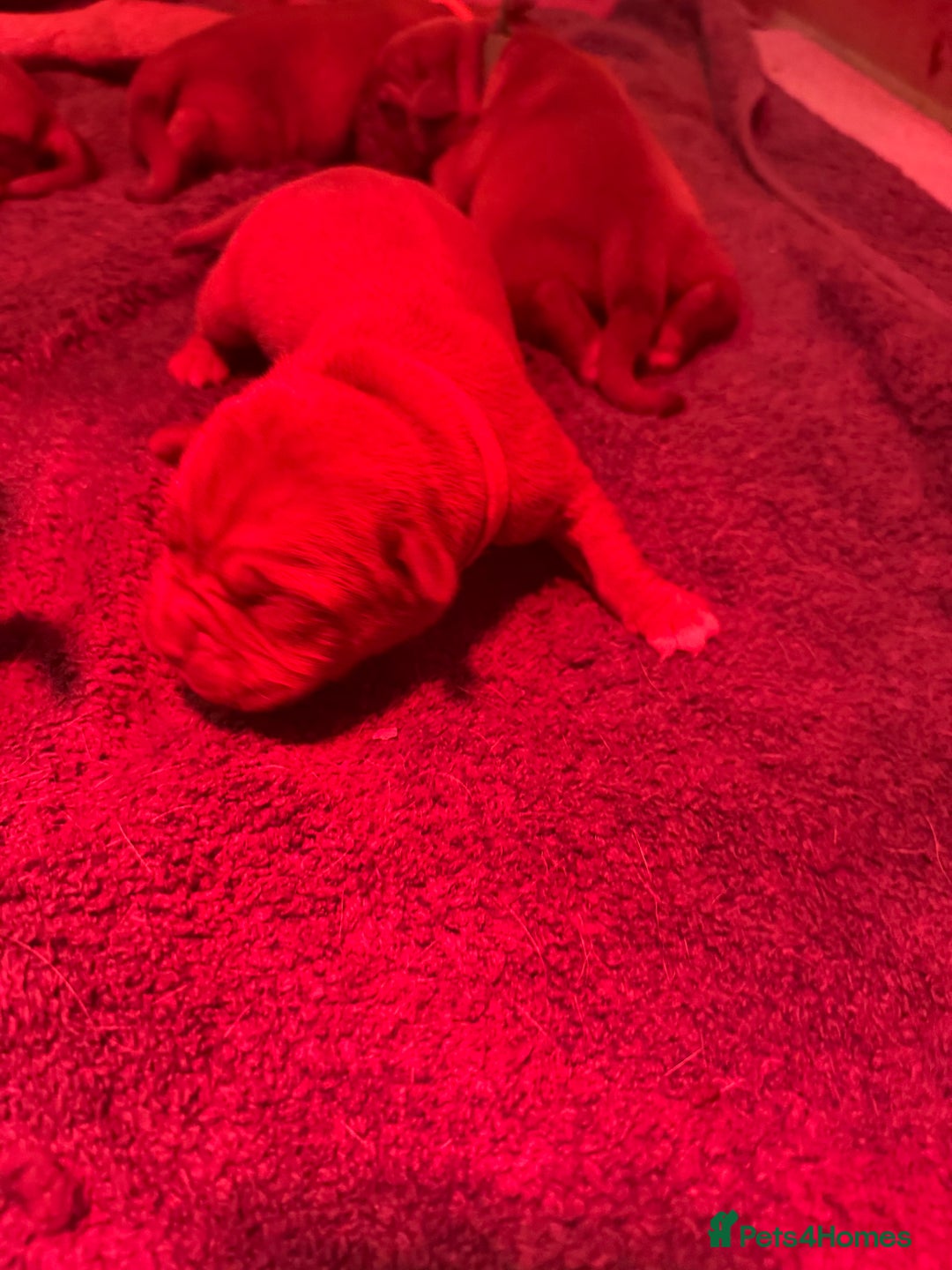 Dogue De Bordeaux dogs for sale: DOGUE DE BORDEAUX PUPPIES AVAILABLE 16/03/26 - Advert 15