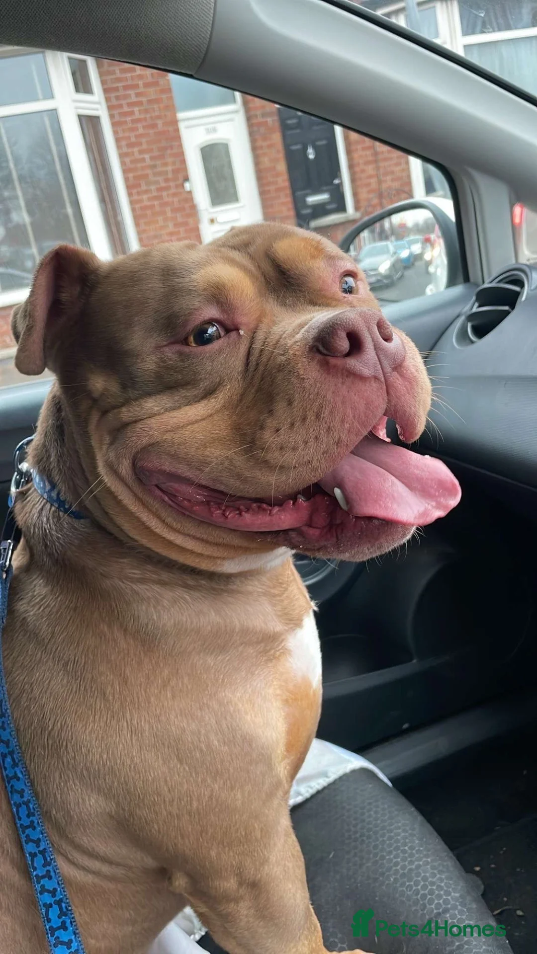 American Bully dogs for sale: Rolo (tri-choc pocket bully) in Bolton - Advert 1