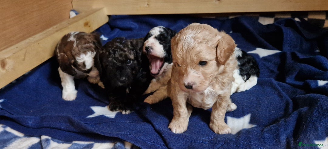 Cavapoo dogs for sale: Stunning Unique cavapoo litter  - Image 3