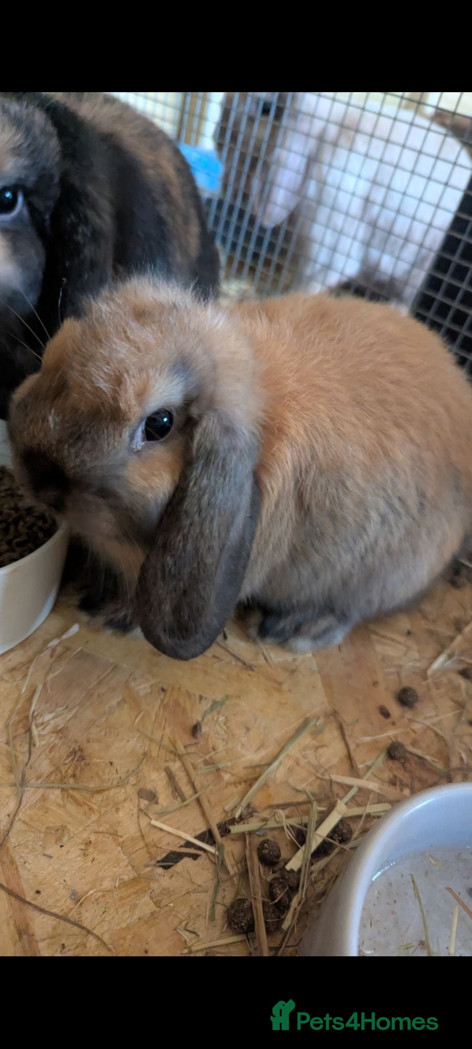 Mini Lop rabbits Pure bred mini lop baby rabbits  - Advert 1