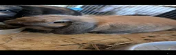 Mini Lop rabbits for sale: Pure bred mini lop baby rabbits  - Advert 1