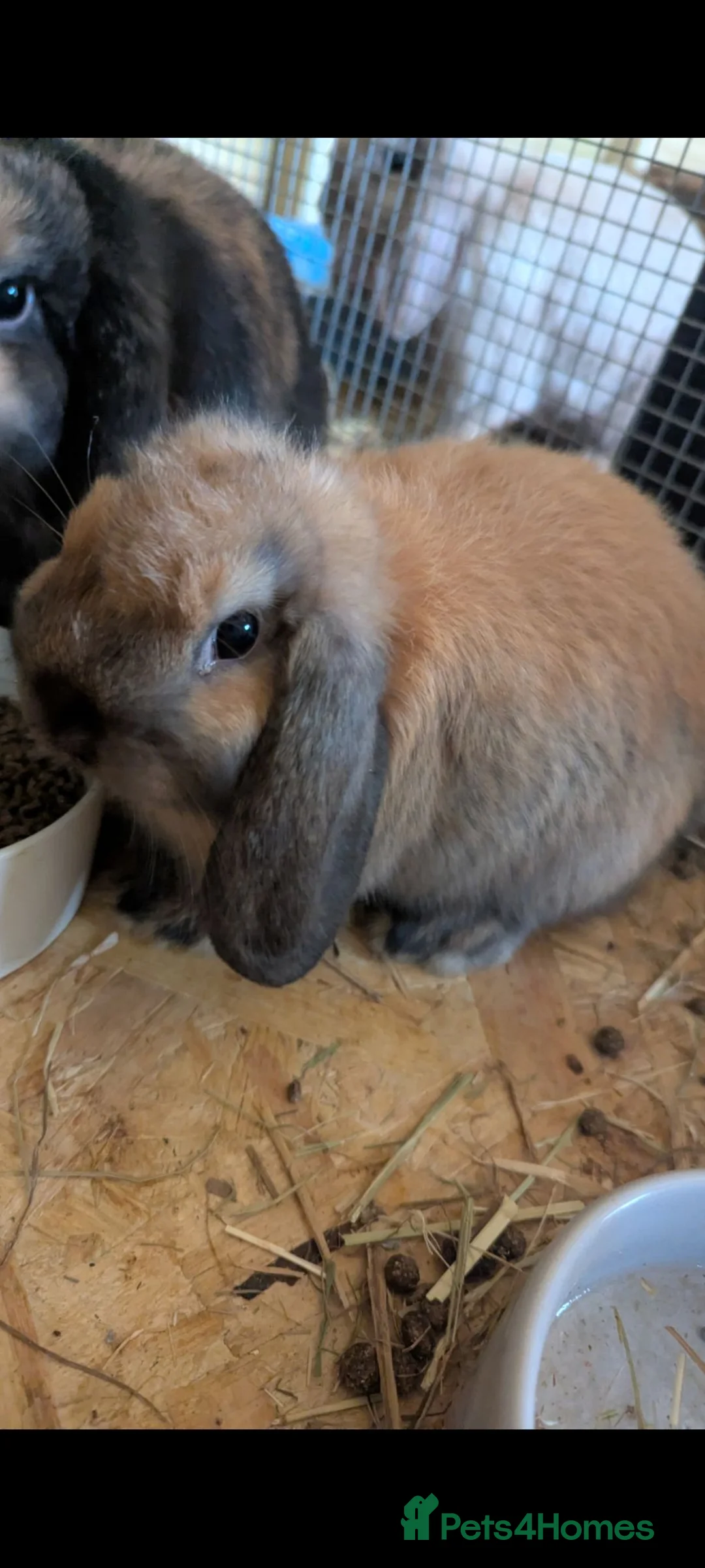 Mini Lop rabbits for sale: Pure bred mini lop baby rabbits  - Advert 1