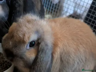 Mini Lop rabbits LAST ONE Pure bred mini lop baby rabbits - Advert 1
