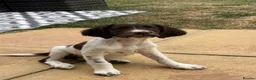 English Springer Spaniel dogs for sale: English Springer spaniel female  - Advert 4