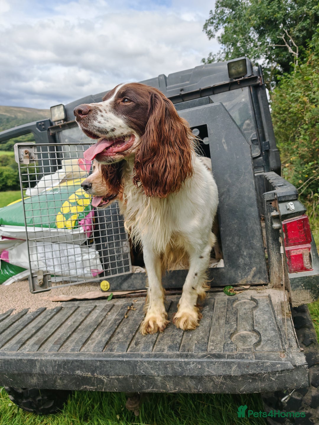 English Springer Spaniel dogs for stud: KC Reg Liver & White Springer - Image 2