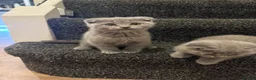 Scottish Fold cats for sale: Four Gorgeous Scottish Fold kittens READY NOW in Reading - Advert 14