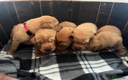 Labrador Retriever dogs for sale: Fox red Labrador puppy’s  - Image 1