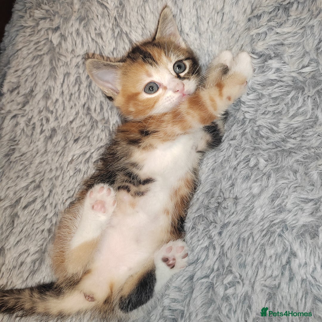 Mixed Breed cats for sale: Lovely kittens  - Advert 16