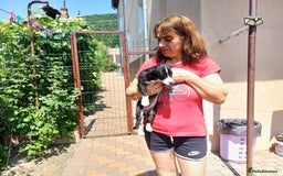 Mixed Breed dogs for adoption: Meet LUNA, a Lovely Puppy Girl - for a Loving Home - Image 8