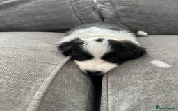 Border Collie dogs for sale: Beautiful Border collie Puppies - Image 7