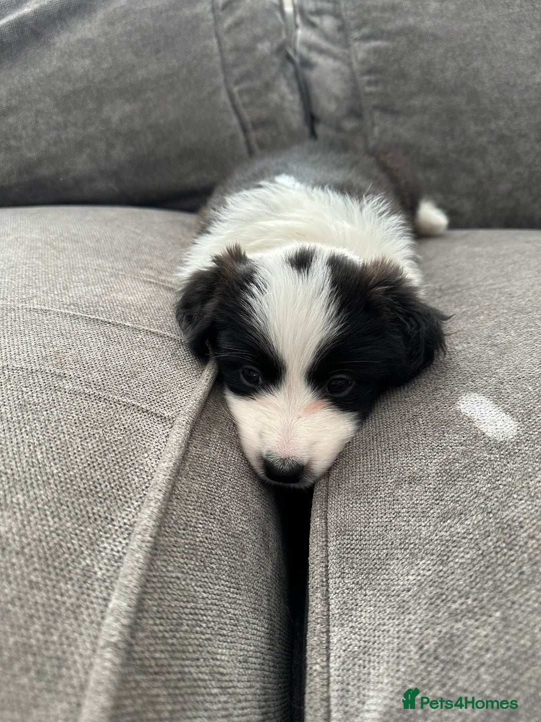 Border Collie dogs for sale: Beautiful Border collie Puppies - Image 7