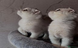 Scottish Fold cats for sale: Scottish fold kittens in hull - Image 16