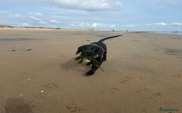 Labrador Retriever dogs for sale: Labradoor black 6months (Female) - Image 11