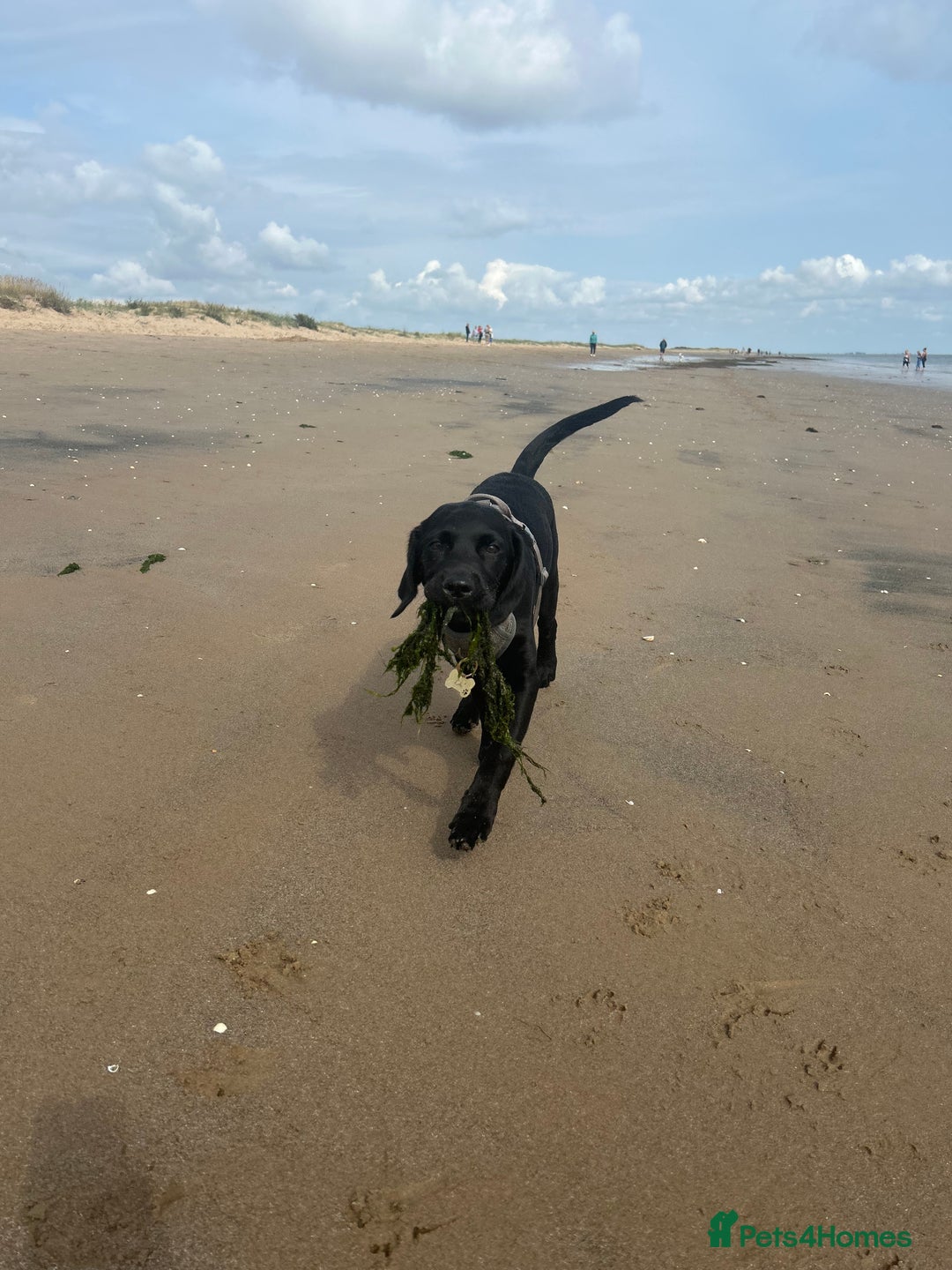 Labrador Retriever dogs for sale: Labradoor black 6months (Female) - Image 11