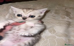 British Shorthair cats for sale: British short hair kittens - Image 14