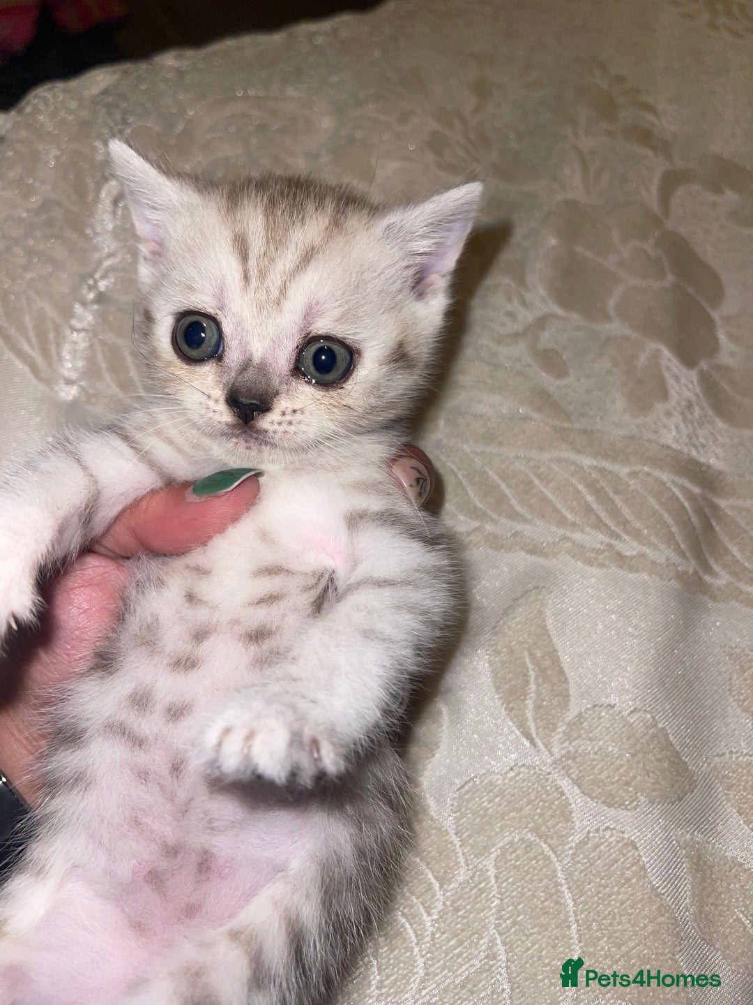 British Shorthair cats for sale: British short hair kittens - Image 14