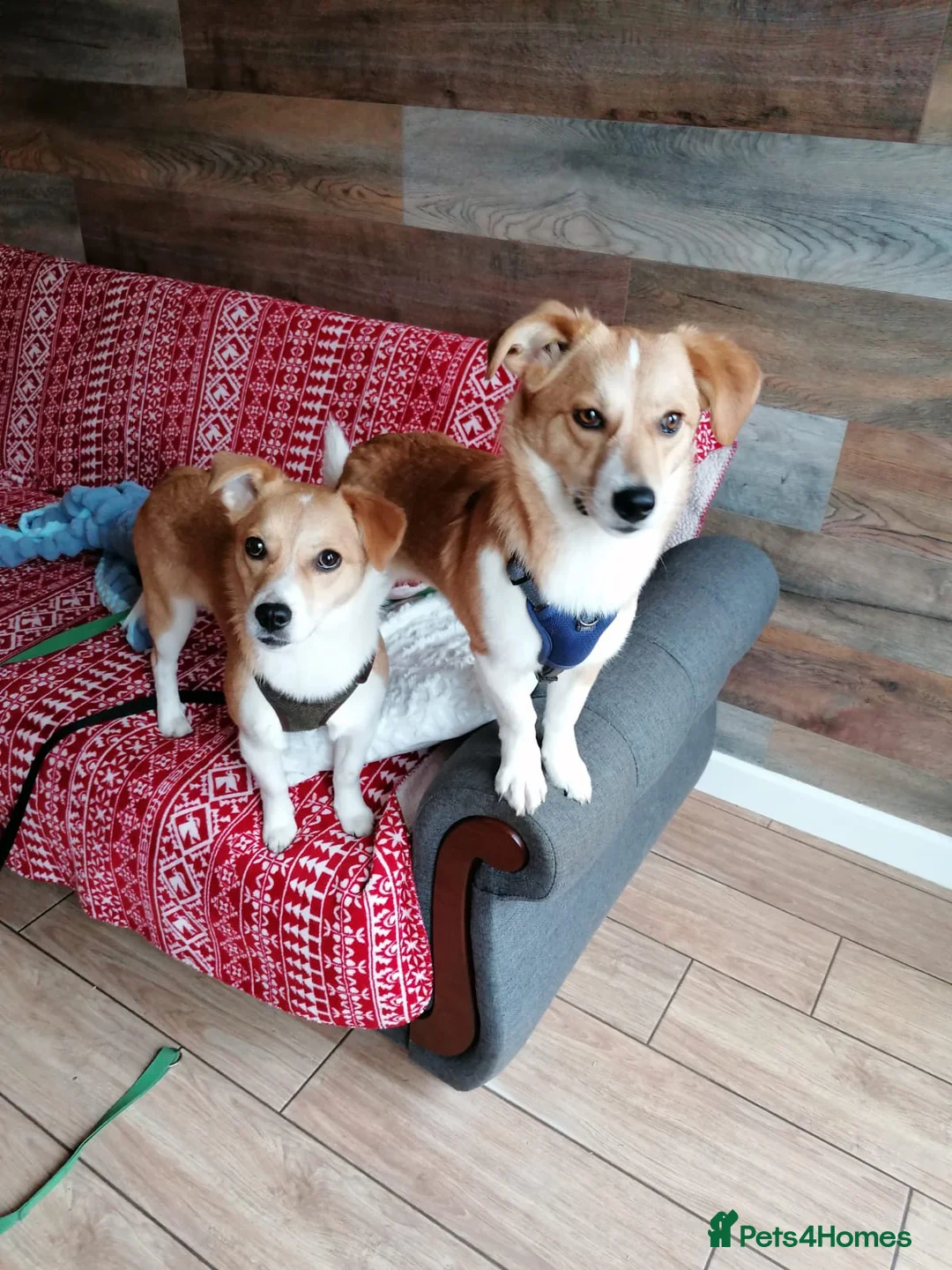 Mixed Breed dogs for adoption: ❤️MEYA & KALLIE❤️-SMALL SISTERS SEEK A KIND HOME - Advert 1