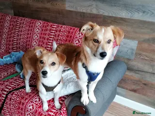 Mixed Breed dogs ❤️MEYA & KALLIE❤️-SMALL SISTERS SEEK A KIND HOME - Advert 4