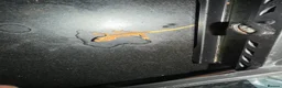 Gecko reptiles for sale: Baby crested gecko  - Advert 4