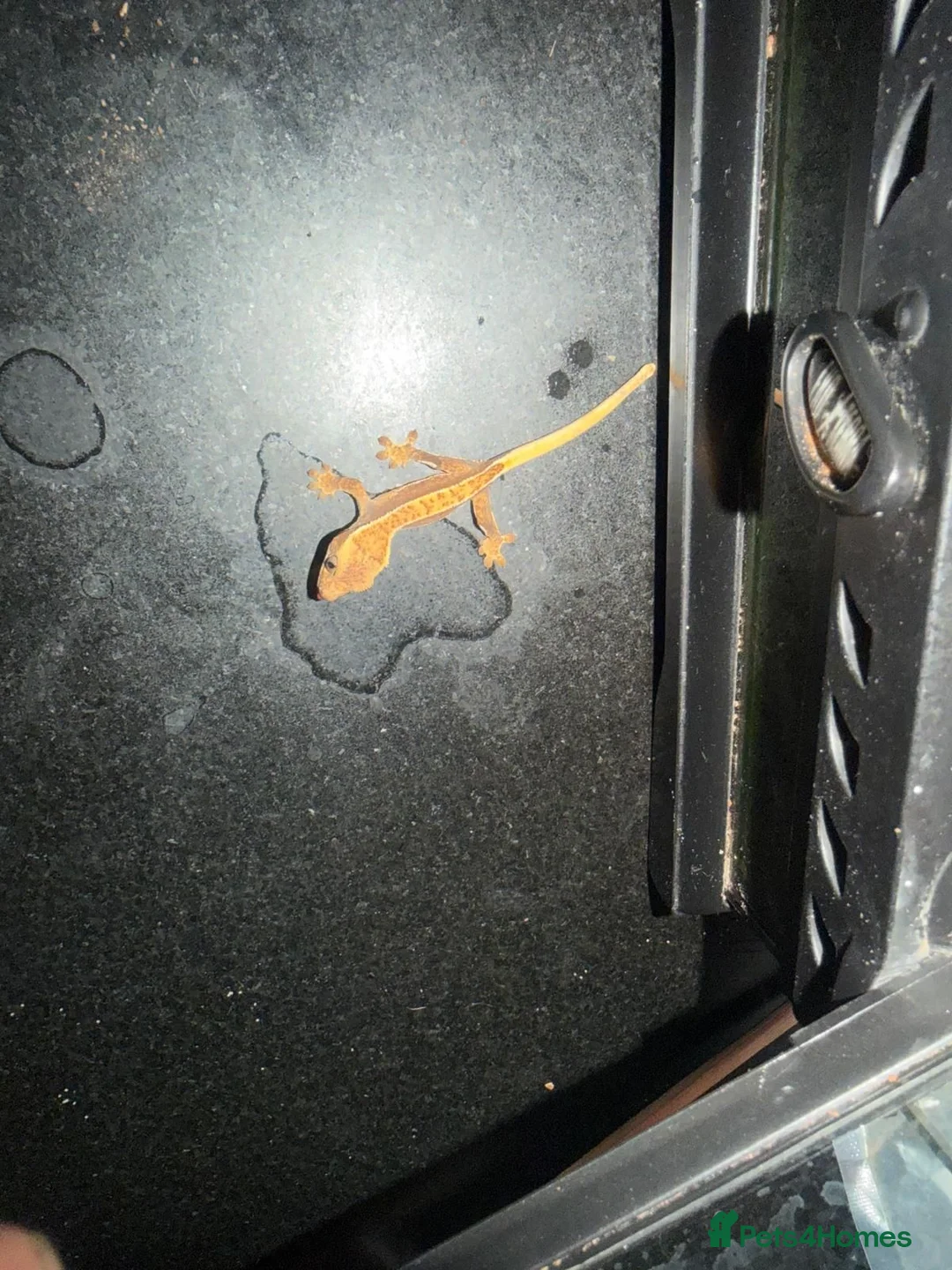 Gecko reptiles for sale: Baby crested gecko  - Advert 4