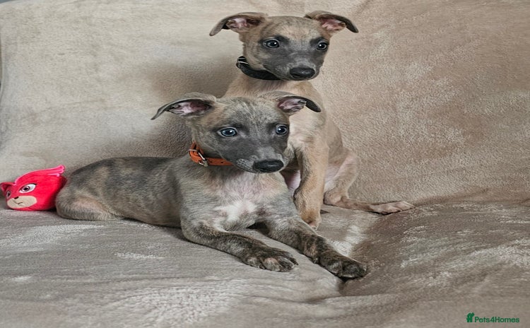 Whippet dogs - Advert 2