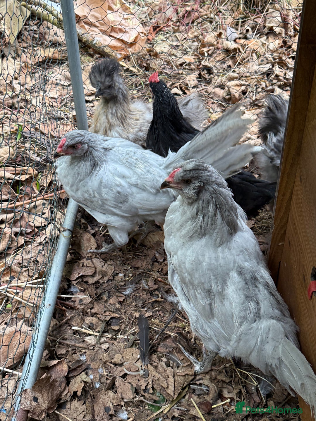 Chickens poultry for sale: Araucana lavender cockerels FREE - Advert 3