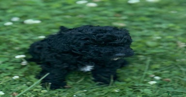Toy Poodle dogs - Advert 19