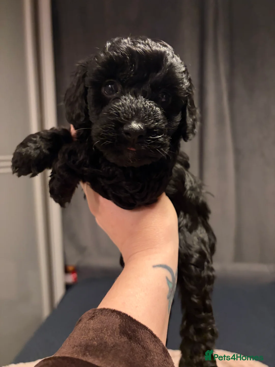 Bordoodle dogs for sale: Stunning litter of colliepoo/bordoodle puppies  - Advert 38