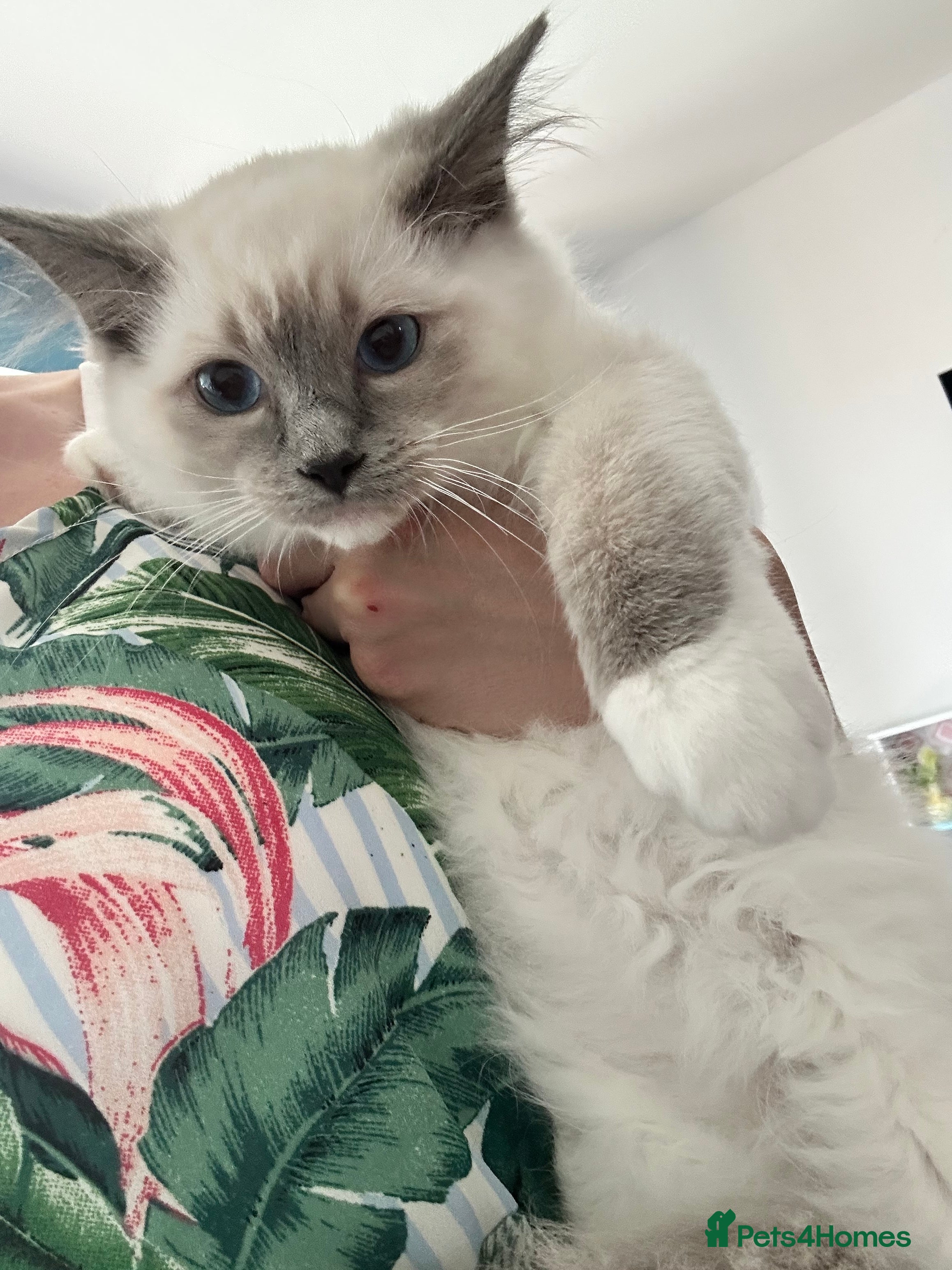 Ragdoll cats 1 MALE Blue mitted Ragdoll kitten 15 wks READY NOW - Advert 1