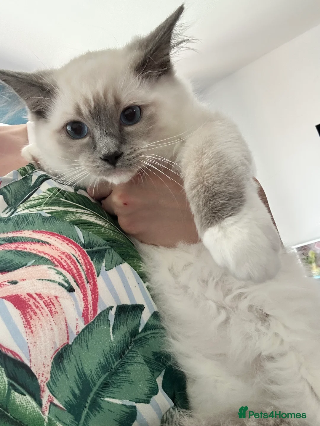 Ragdoll cats for sale: 1 MALE Blue mitted Ragdoll kitten 15 wks READY NOW - Advert 1