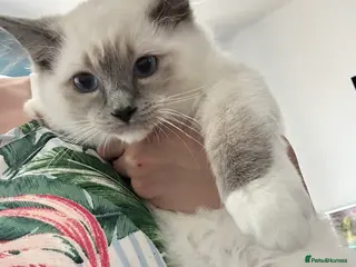 Ragdoll cats 1 MALE Blue mitted Ragdoll kitten 15 wks READY NOW - Advert 1