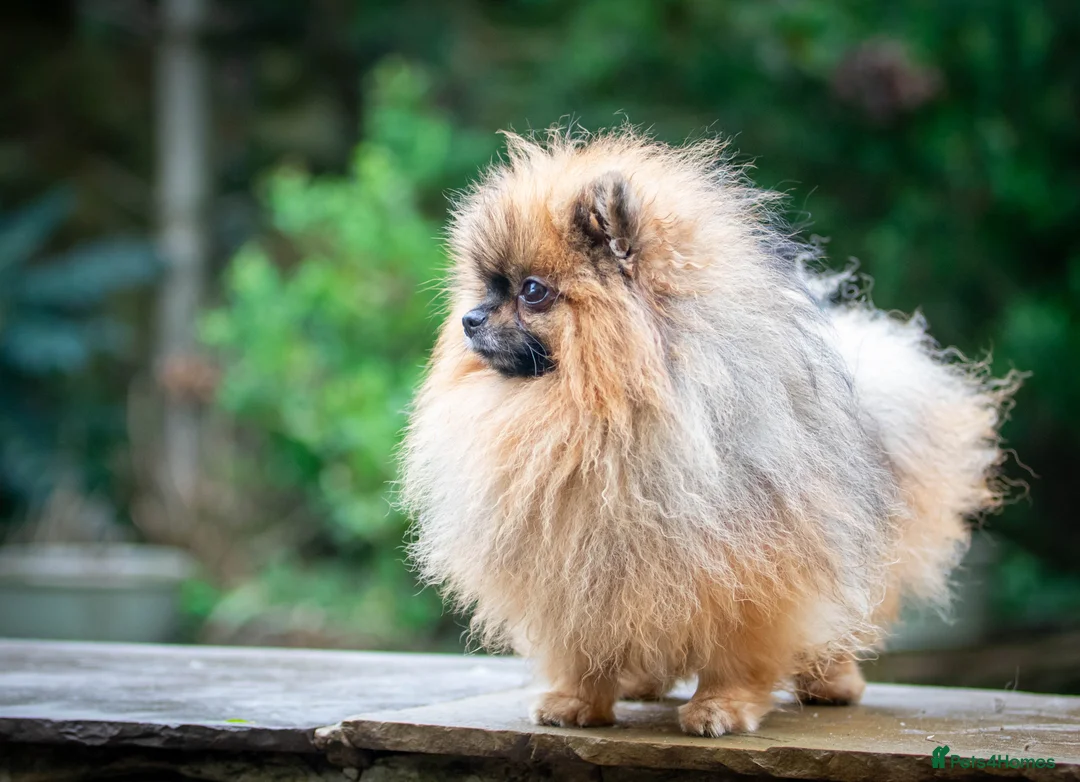 Pomeranian dogs for stud: Outstanding  kc Small Compact Orange Stud Boy in Pontefract - Advert 5
