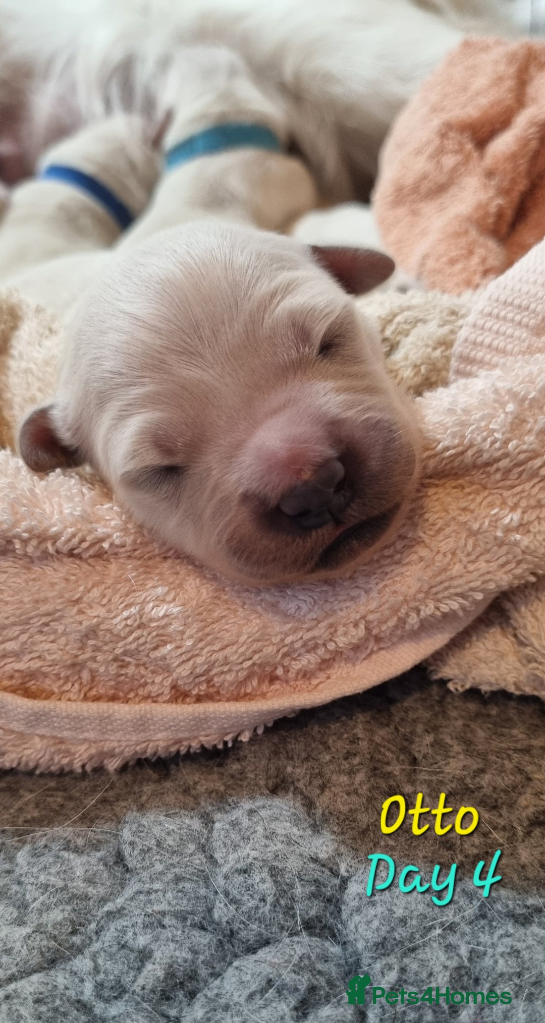 Golden Retriever dogs for sale: Golden Retriever Pups-FULLY HEALTH TESTED PARENTS  - Advert 13