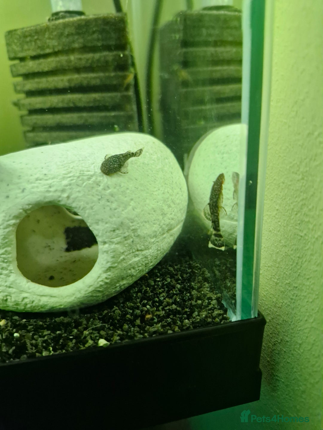 Plecos fish for sale: Bristlenose Plecos - Image 3