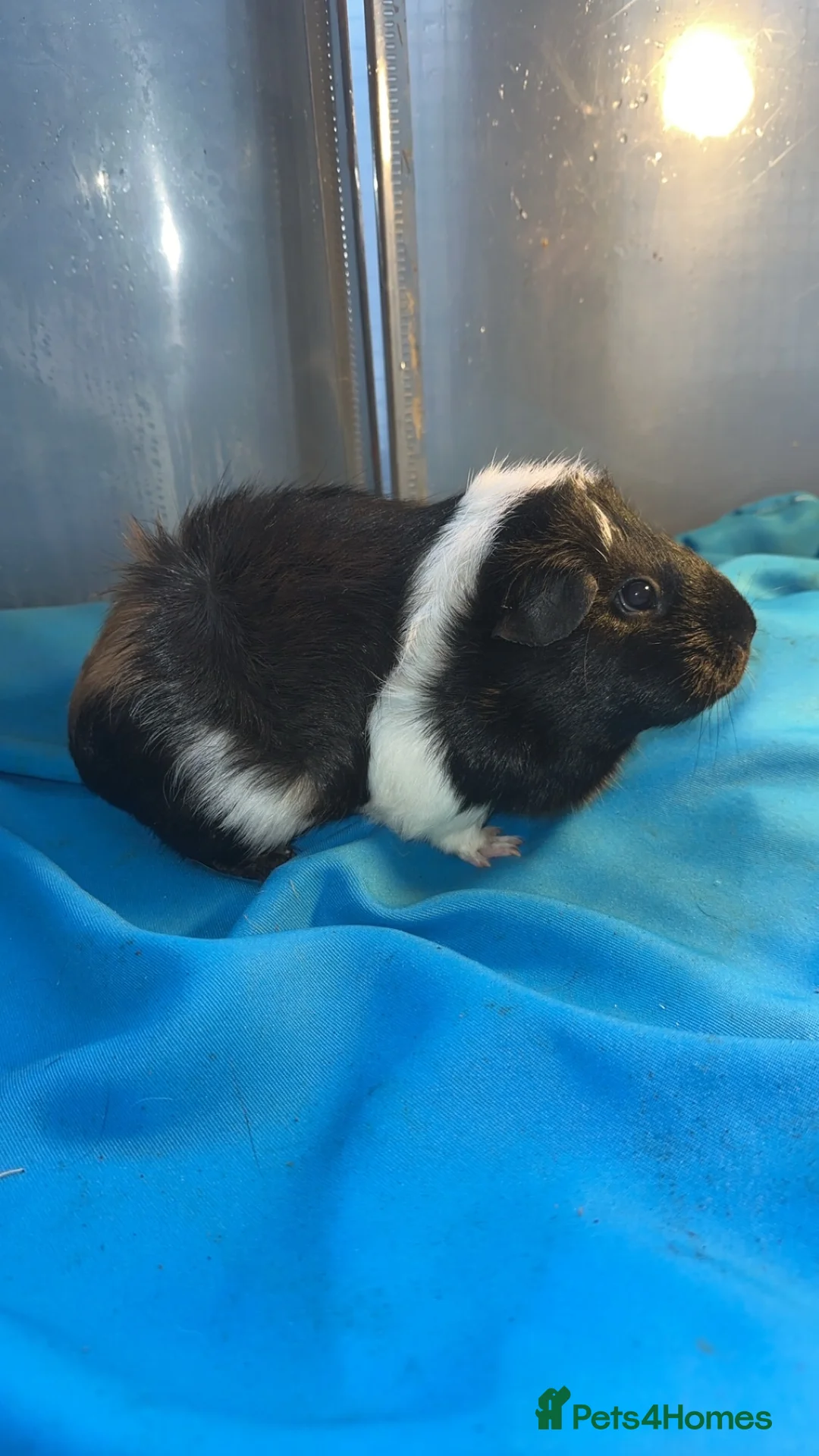 Guinea Pig rodents for sale: Guniea pigs  - Advert 1