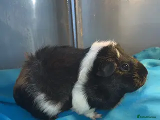 Guinea Pig rodents Guniea pigs - Advert 1