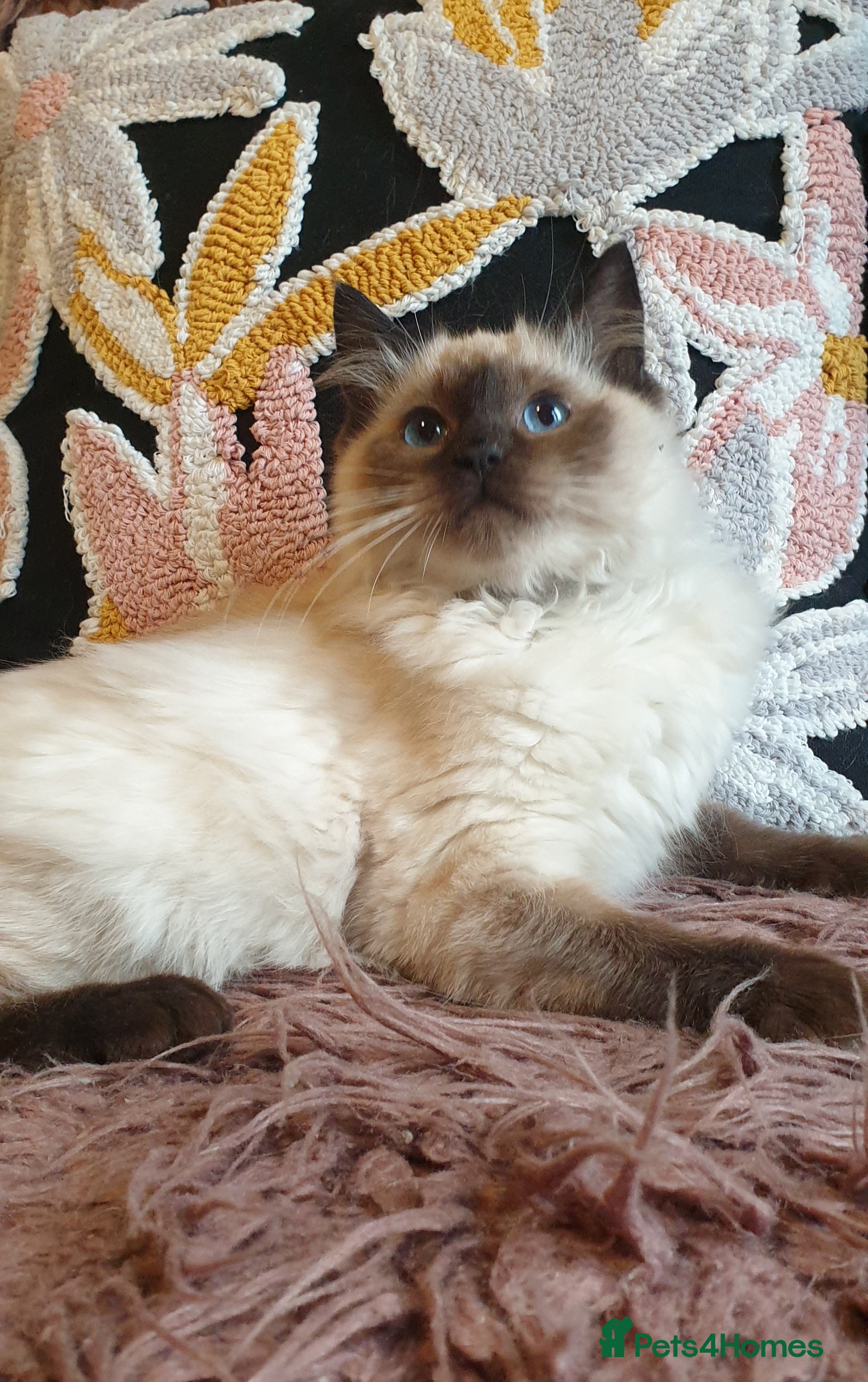 Ragdoll cats Lovely girls available GCCF registered  - Advert 6