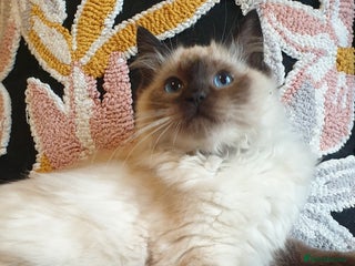 Ragdoll cats Lovely girls available GCCF registered - Advert 6