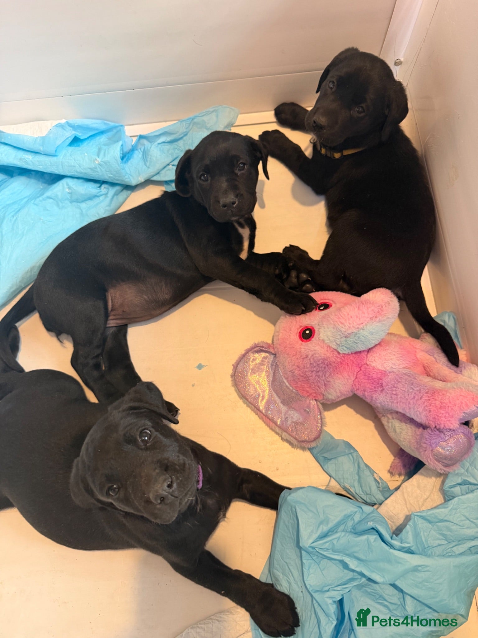 Labrador Retriever dogs Pedigree Black Labradors 1boys 2 girls  - Advert 18