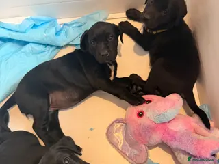 Labrador Retriever dogs Pedigree Black Labradors 1boys 2 girls - Advert 18