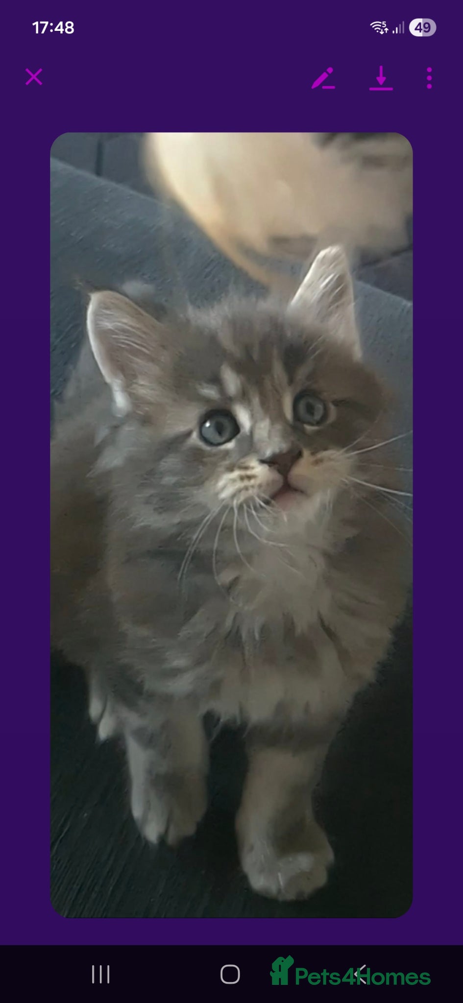 Maine Coon cats Beautiful pure Bred Maine Coon Kittens  - Advert 15
